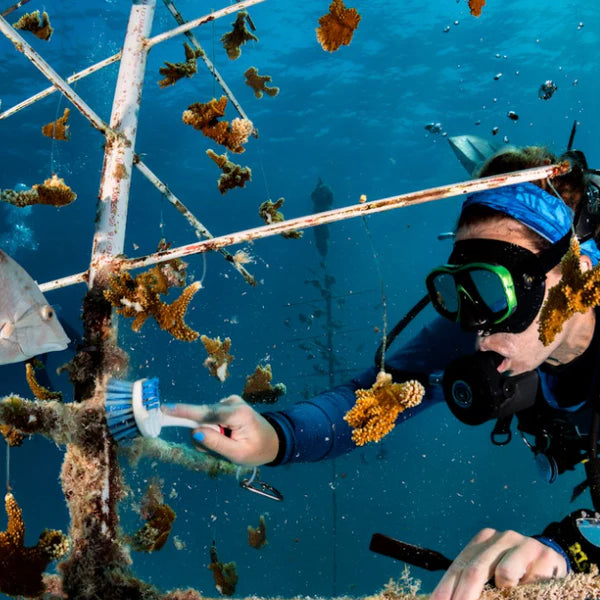 Coral Restoration Foundation