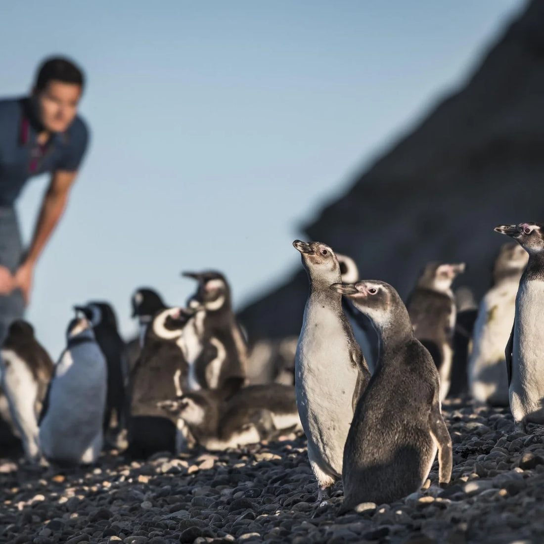 Global Penguin Society